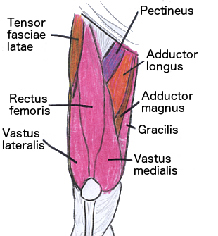 leg muscles